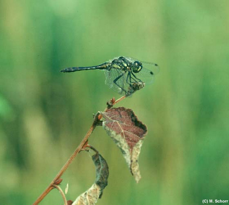 Schwarze Heidelibelle